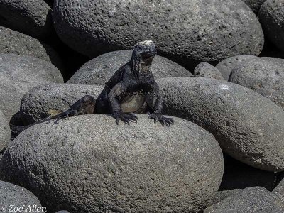 Marine Iguana, North Seymour Island 3