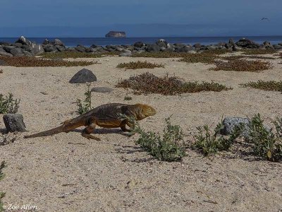 Land Iguana, North Seymour Island  6