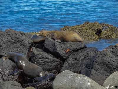 Galapagos Sea Lion, North Seymour Island   1
