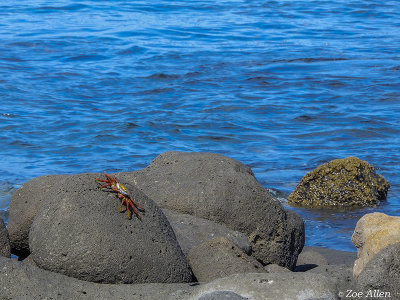 Sally Light-foot Crab, North Seymour Island  1