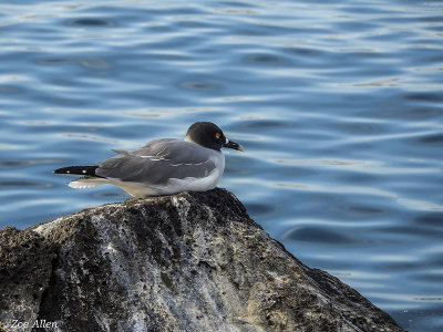 Swallow-Tailed Gull, North Seymour Island   2