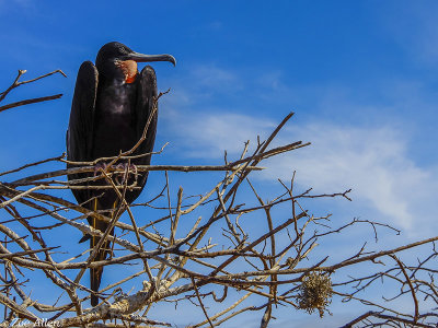 Frigate Bird, North Seymour Island  1