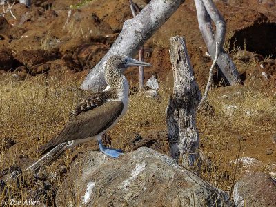 Blue-footed Booby, North Seymour Island  3