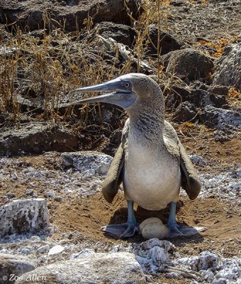 Blue-footed Booby, North Seymour Island  2