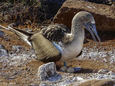 Blue-footed Booby, North Seymour Island  1