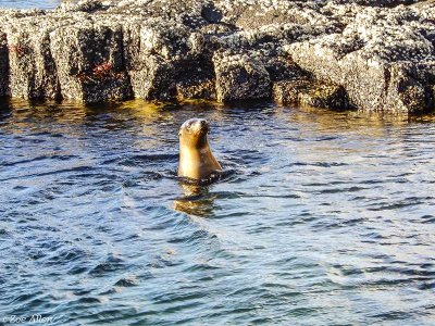 Galapagos Sea Lion, Santiago Island  2