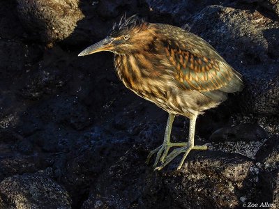 Striated Heron, Santiago Island  3