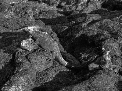Marine Iguanas, Santiago Island  2