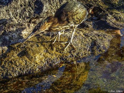 Striated Heron, Santiago Island  1