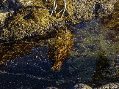 Striated Heron Reflection, Santiago Island  1