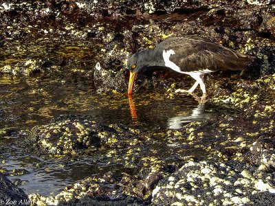 Oyster Catcher, Santiago Island  1