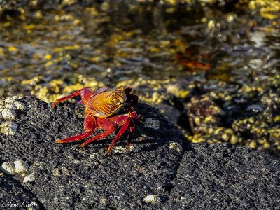 Sally Light-foot Crab, Santiago Island  5