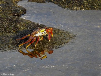 Sally Light-foot Crab, Santiago Island  1