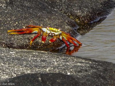 Sally Light-foot Crab, Santiago Island  4