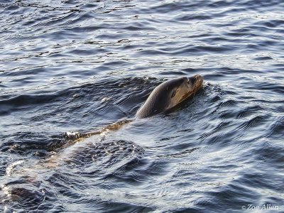 Galapagos Sea Lion, Santiago Island  3