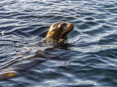 Galapagos Sea Lion, Santiago Island  4