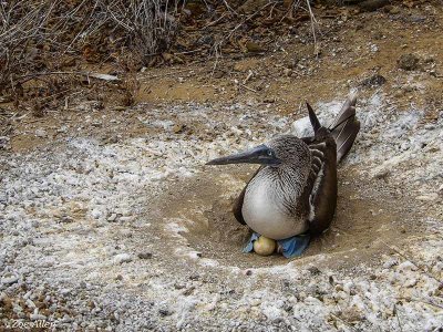 Blue-footed Booby, San Cristobal Island  5