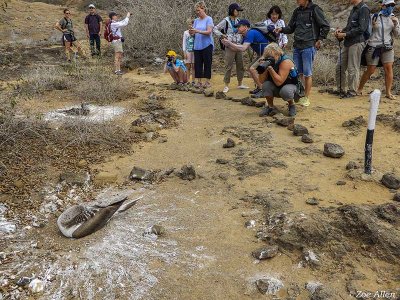 Punta Pitt, San Cristobal Island  1