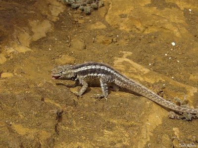 Lava Lizard, San Cristobal Island  2