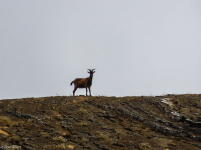 Wild Goat, San Cristobal Island  1