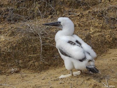 Blue-footed Booby Chick, San Cristobal Island  2