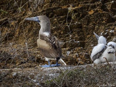 Blue-footed Booby, San Cristobal Island  1