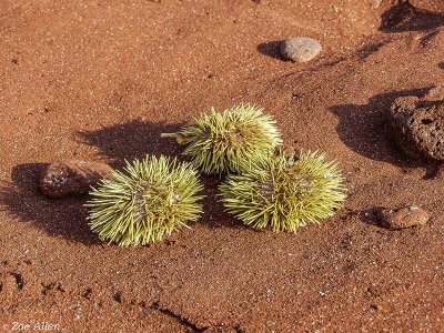 Sea Urchins, Rabida Island  1