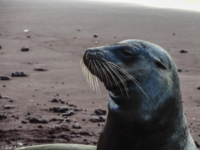 Galapagos Sea Lion, Rabida Island  3