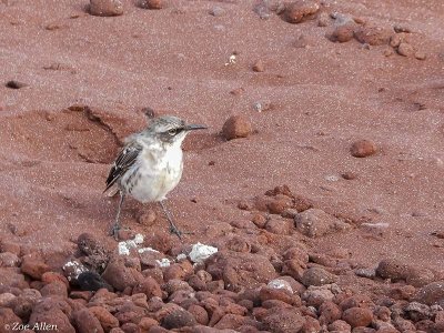 Mockingbird, Rabida Island 2