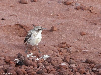 Mockingbird, Rabida Island  2