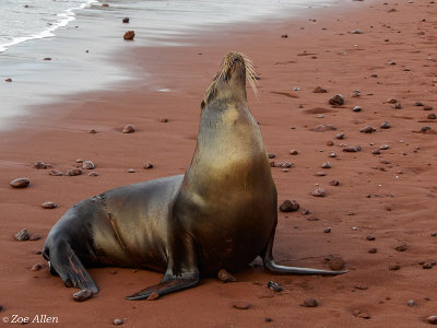 Galapagos Sea Lion, Rabida Island  4