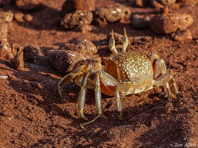 Ghost Crab, Rabida Island  2