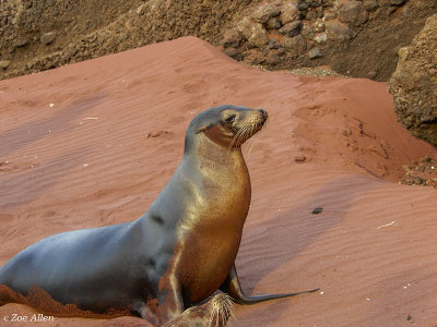 Galapagos Sea Lion, Rabida Island  8