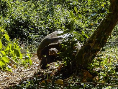Giant Galapagos Tortoise, Santa Cruz Island  3