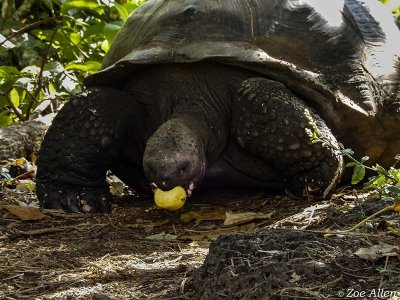 Giant Galapagos Tortoise, Santa Cruz Island  5
