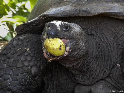 Giant Galapagos Tortoise, Santa Cruz Island  7