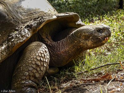Giant Galapagos Tortoise, Santa Cruz Island  9