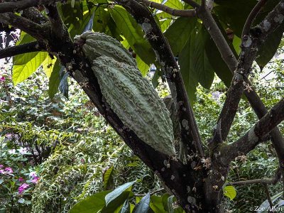 Cacao Fruit, Highlands, Santa Cruz Island  2