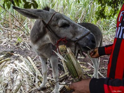 Donkey, Highlands, Puerto Ayora, Santa Cruz Island  3