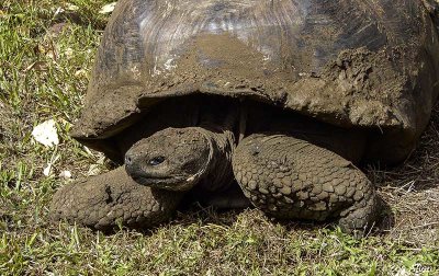 Giant Galapagos Tortoise, Santa Cruz Island  10