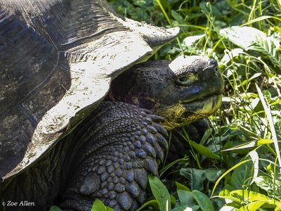 Giant Galapagos Tortoise, Santa Cruz Island  11