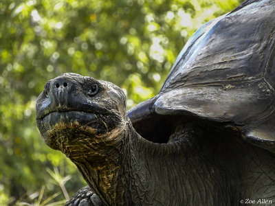 Giant Galapagos Tortoise, Santa Cruz Island  1