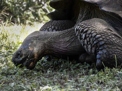Giant Galapagos Tortoise, Santa Cruz Island  12