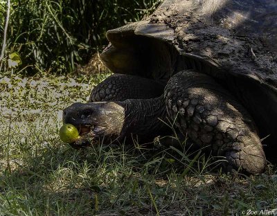 Giant Galapagos Tortoise, Santa Cruz Island  15