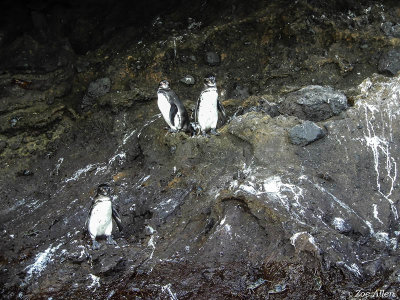 Galapagos Penguins, Isabella Island  2