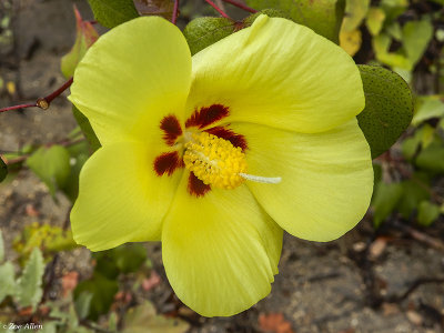 Flower, Urbina Bay, Isabella Island 1