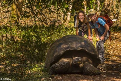 Giant Galapagos Tortoise, Santa Cruz Island  16