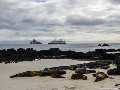 Sea Lions, San Cristobal Island  1