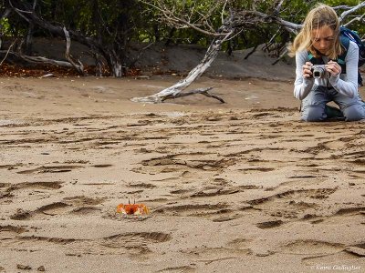 Ghost Crab, Santiago Island  3