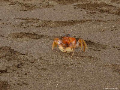 Ghost Crab, Santiago Island  2